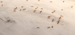 Ocot na mravce - recept na účinný domáci postrek
